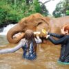 swimming with elephants cambodia