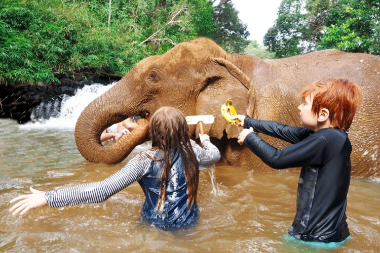 swimming with elephants cambodia